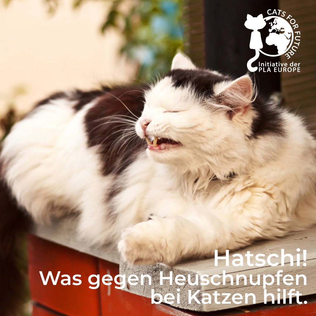 cats4future's tweet photo. Hatschi! 🤧Auch Katzen können im Frühjahr unter Heuschnupfen leiden. Typische Anzeichen sind Juckreiz &amp; Hautprobleme statt Niesen – wichtig sind weniger Pollen, Pflege &amp; eine möglichst staubarme Umgebung z.B. durch pflanzliche Katzenstreu! https://t.co/9r7jYGkuIY