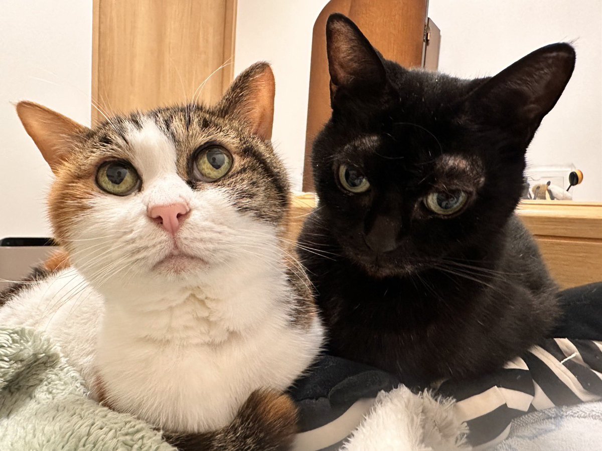 にしだ tweet media