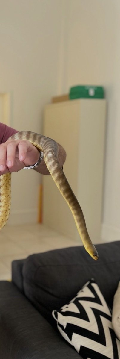 Aussie HEX tweet media