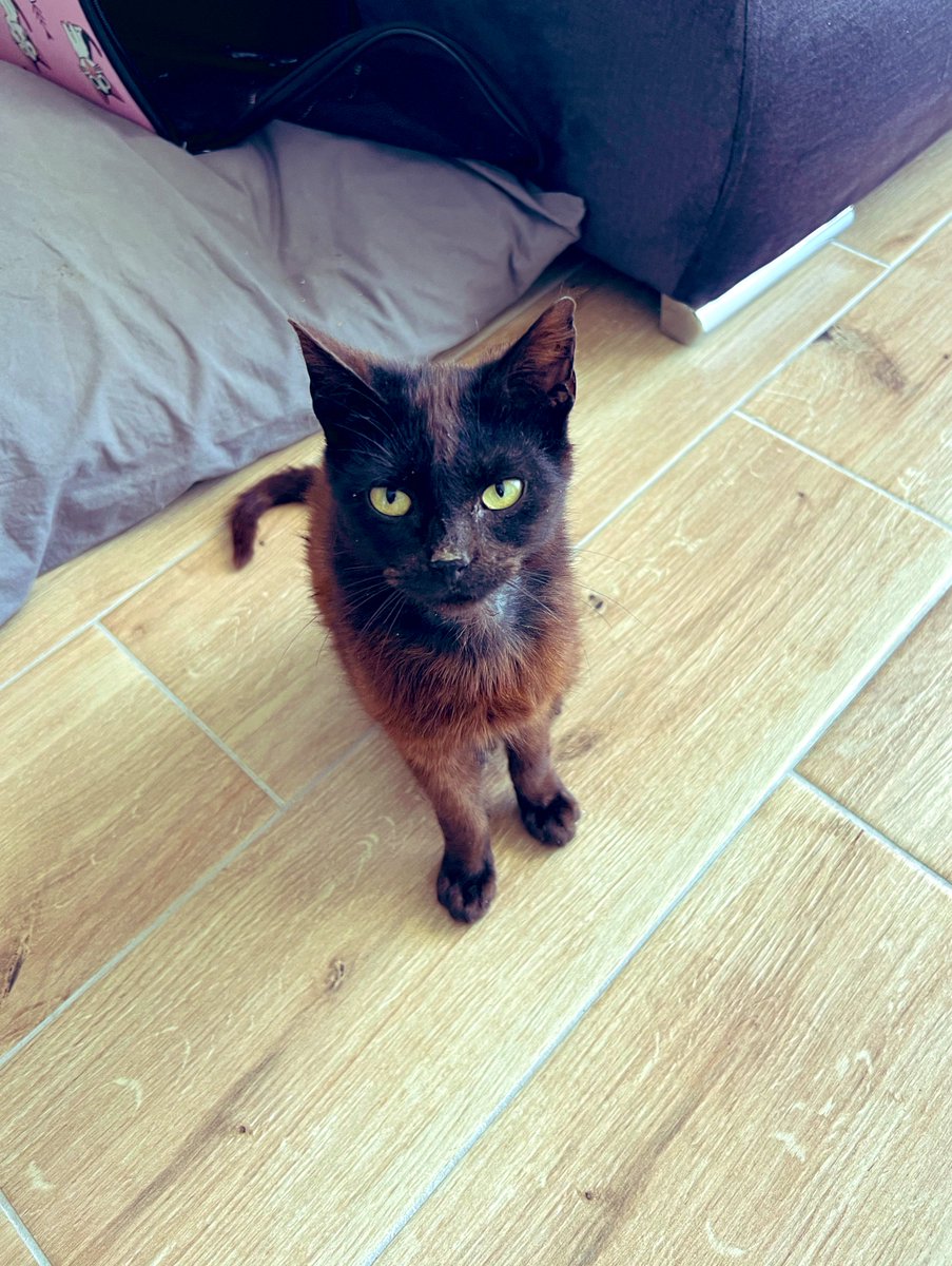 Atheist Girl tweet media