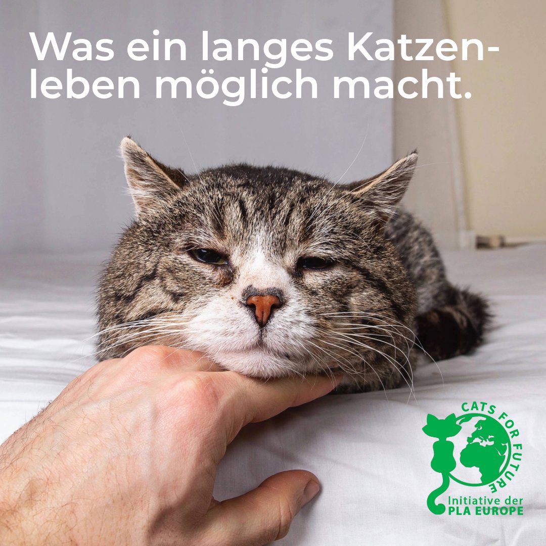 cats4future's tweet photo. 📊 Studie zeigt: Die Haltungsform beeinflusst die Lebenserwartung von Katzen massiv, Freigänger leben teils über 10 Jahre kürzer. Auch für Hauskatzen spielt die Umgebung eine tragende Rolle. Entscheidend ist eine sichere, artgerechte Umgebung. Dazu gehört ein sauberes Katzenklo – am besten natürlich mit pflanzlicher Streu!