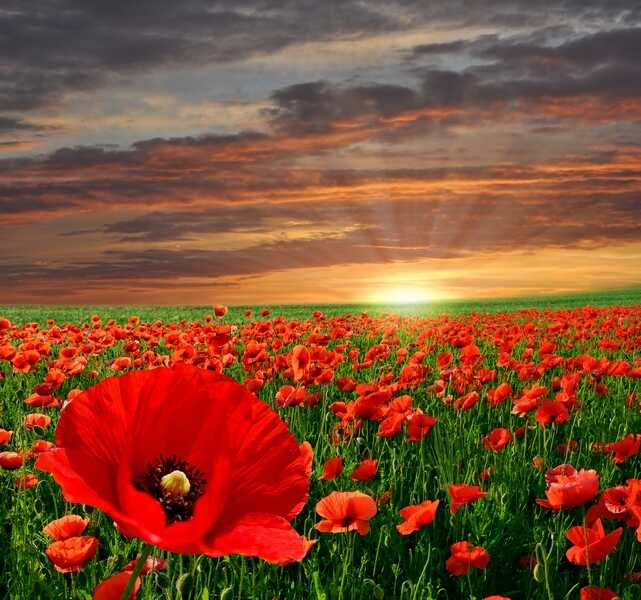 Süheyla Taşçıer tweet media