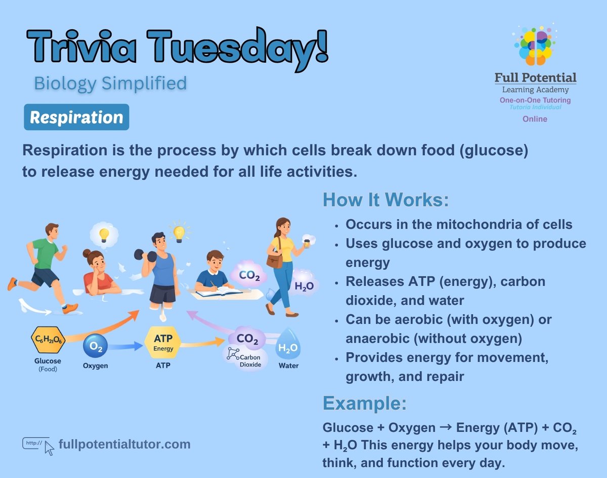 FPLAUSA's tweet image. 🧠 Trivia Tuesday!
Respiration = Energy for life ⚡
Glucose + Oxygen → ATP + CO₂ + H₂O

Learn smart. Stay curious! 

#TriviaTuesday #BiologySimplified #Respiration #ScienceFacts #LearnScience #EducationMatters #StudentLearning #DailyKnowledge