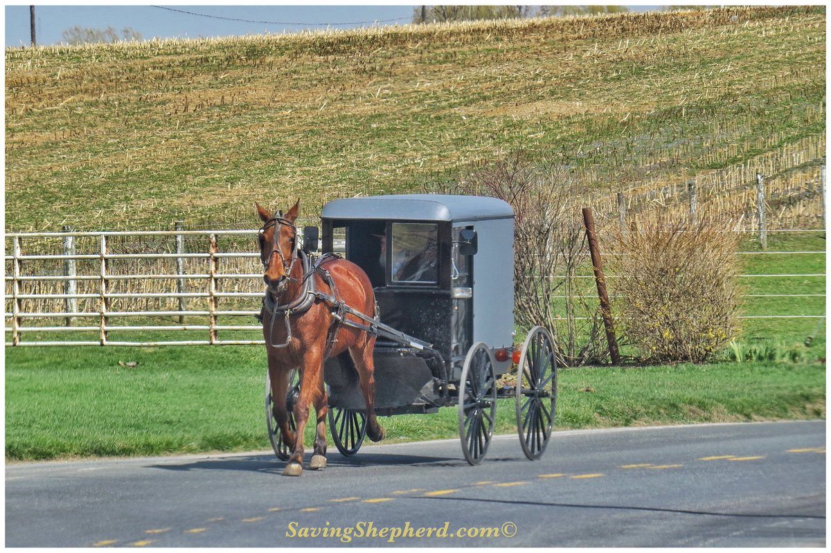 Saving Shepherd tweet media