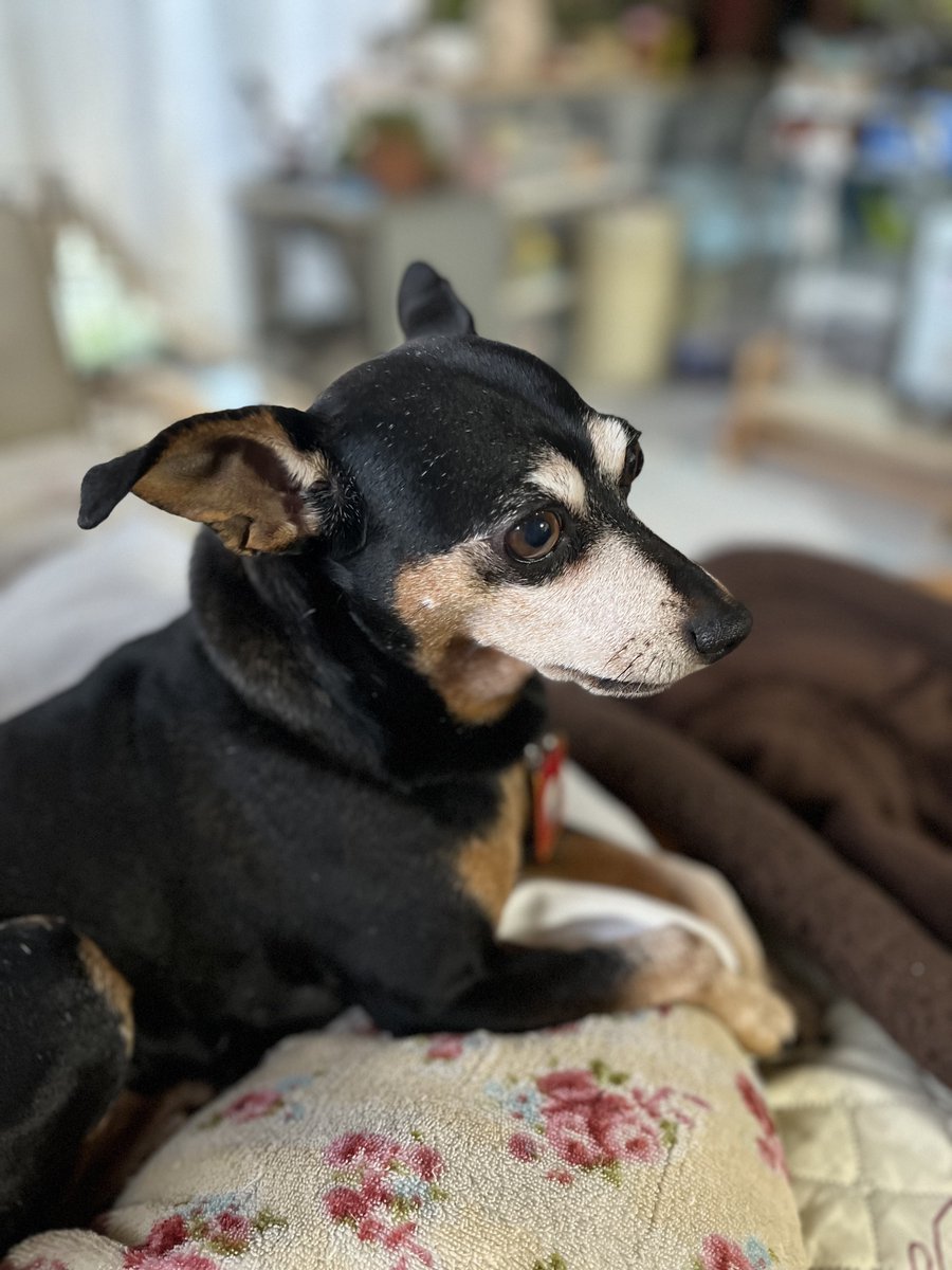 だーしー tweet media