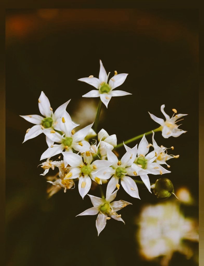 SHA~🇲🇾❤️🇹🇷 ~DM=BLOCK⛔️ tweet media