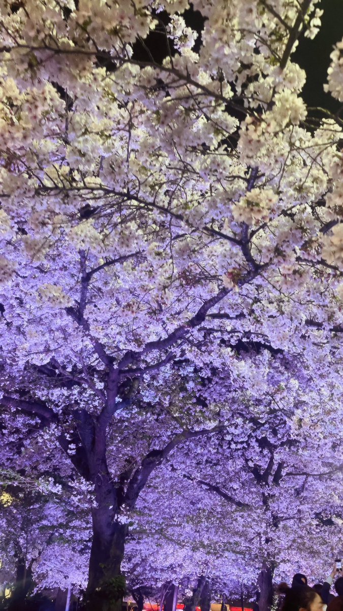 桜好き~♩♡綺麗に咲いてたよ🌸🌟