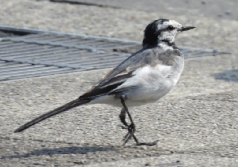 もりハピ♪ 鳥とグルメと tweet media