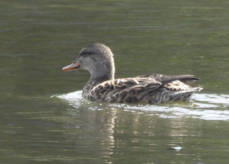 もりハピ♪ 鳥とグルメと tweet media