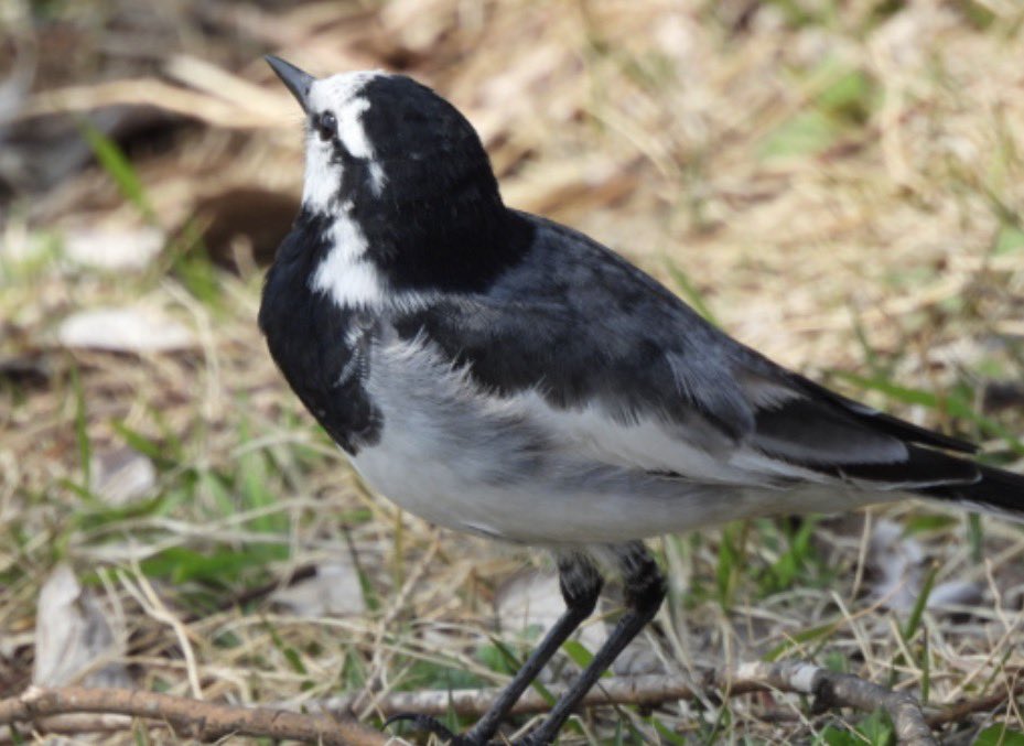 もりハピ♪ 鳥とグルメと tweet media