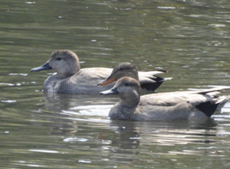 もりハピ♪ 鳥とグルメと tweet media
