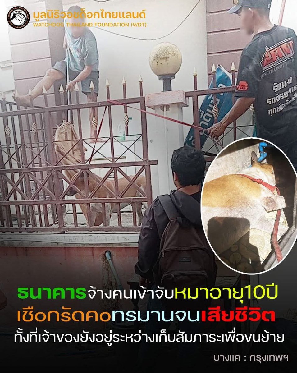TarotYouuuu's tweet photo. ทุกคนมามุงเรื่องนี้ด่วน !!!!!!!

 ธนาคารจ้างคนมาจับหมา ใช้เชือกรัดคอหมาจนตาย เจ้าของยังอยู่ในระหว่างเก็บสัมภาระอยู่เลย ธนาคารไหนกัน ทำไมเหี้ยขนาดนี้ สงสารน้องมากจริงๆ !!!!!!!

#โหนกระแส
#อนุทิน https://t.co/s94MV7P4YO