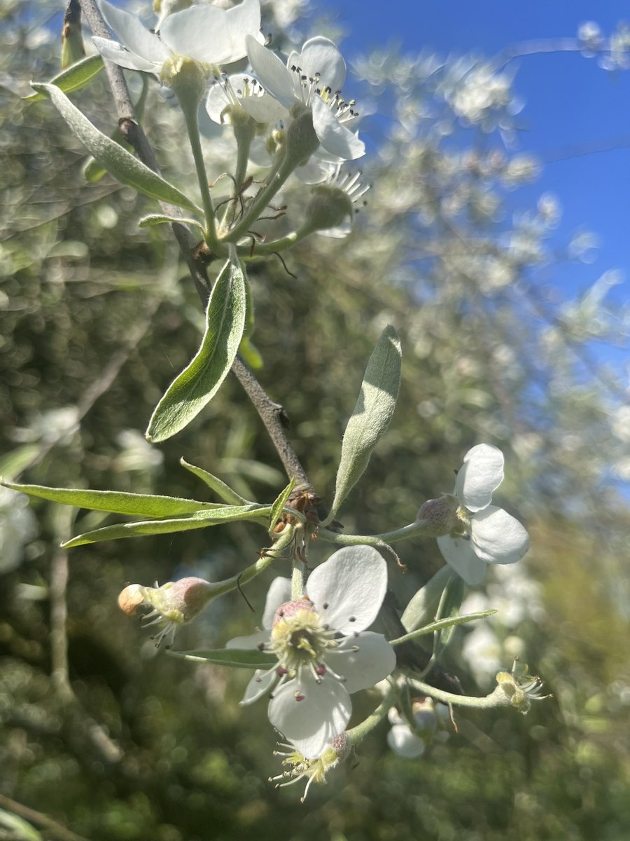 Fiona Milton (Nicholson) tweet media