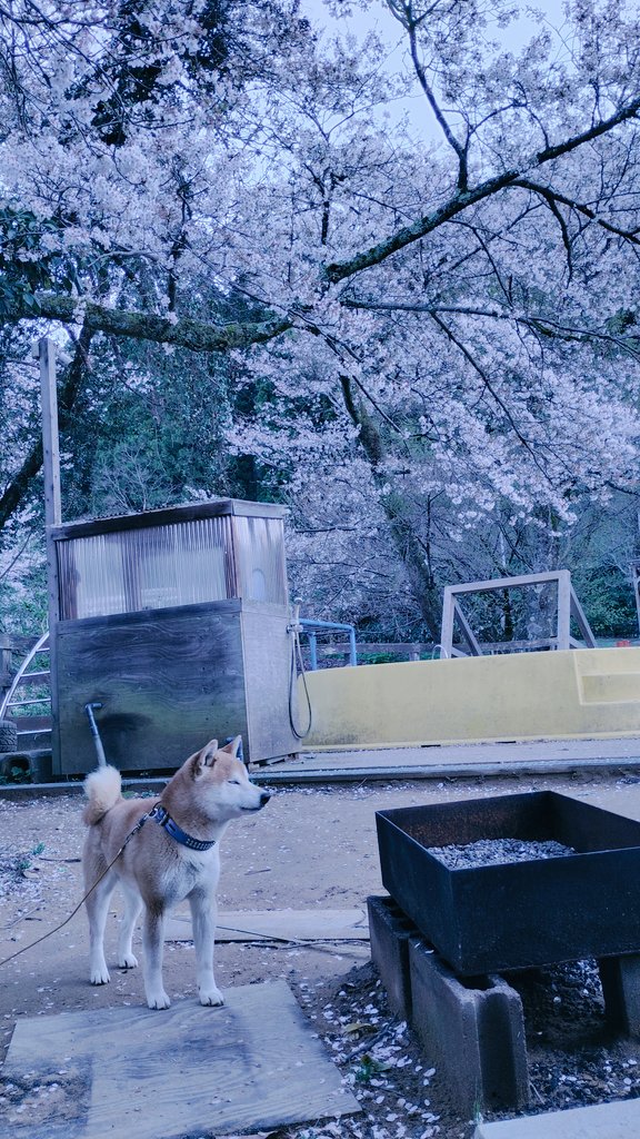 だんくら工房・mk戦車 tweet media