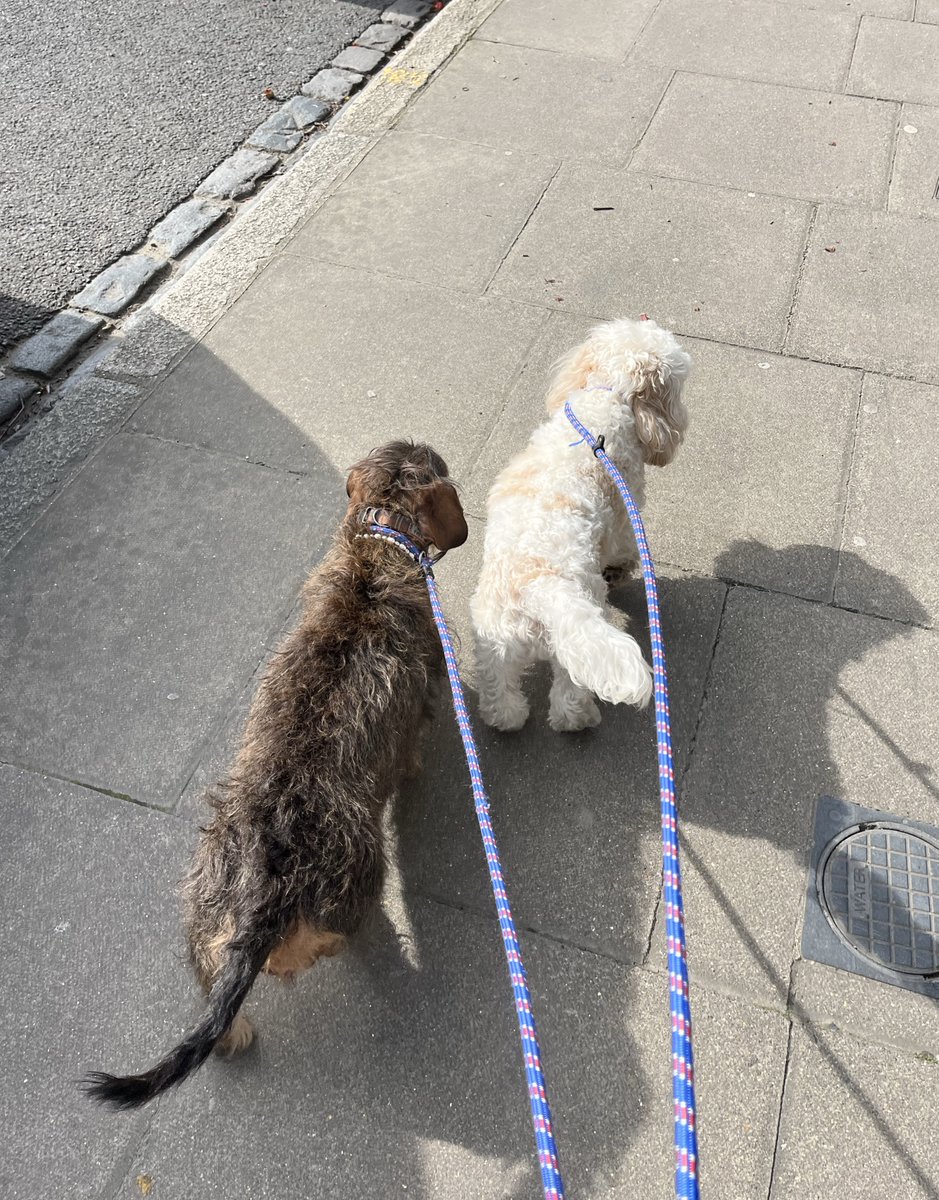 gandsdogcare's tweet image. Penny and Sophie are on a mission! 🎒🐾
#islington #london #northlondon #barnsbury #canonbury #angel #kingscross #holloway #highbury #dogdaycare #doggiedaycare #doggydaycare #dachshund #wirehaireddachshund #cavachon #poodlemix #mixedbreed #mutt