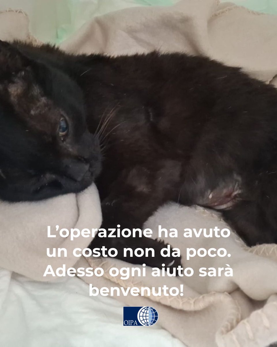 OIPAItalia's tweet photo. Aiuta Nerina 💙
Nerina ha avuto bisogno di un’operazione urgente a causa di un’ernia addominale. Ora sta bene ma l’operazione ha avuto un costo non da poco. Dona un’offerta!
🐱Dona un’offerta per Nerina: https://t.co/CouqA4ZyIS
#oipaitalia #appello #appellourgente #gatto https://t.co/AzL7JXwHGY