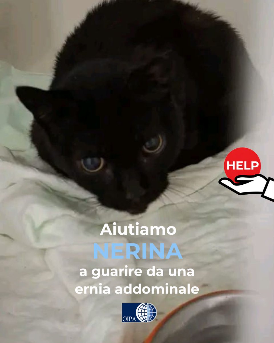 OIPAItalia's tweet photo. Aiuta Nerina 💙
Nerina ha avuto bisogno di un’operazione urgente a causa di un’ernia addominale. Ora sta bene ma l’operazione ha avuto un costo non da poco. Dona un’offerta!
🐱Dona un’offerta per Nerina: https://t.co/CouqA4ZyIS
#oipaitalia #appello #appellourgente #gatto https://t.co/AzL7JXwHGY
