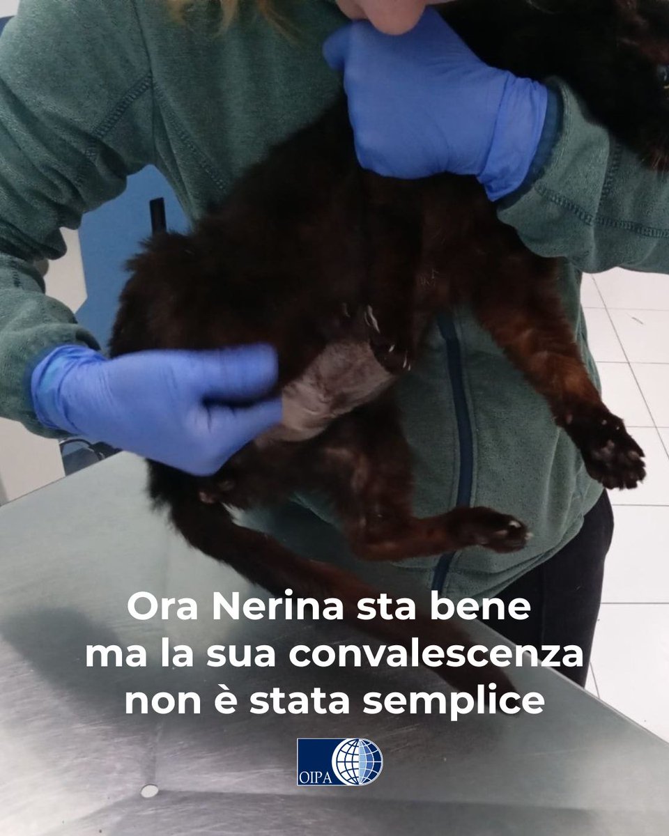 OIPAItalia's tweet photo. Aiuta Nerina 💙
Nerina ha avuto bisogno di un’operazione urgente a causa di un’ernia addominale. Ora sta bene ma l’operazione ha avuto un costo non da poco. Dona un’offerta!
🐱Dona un’offerta per Nerina: https://t.co/CouqA4ZyIS
#oipaitalia #appello #appellourgente #gatto https://t.co/AzL7JXwHGY