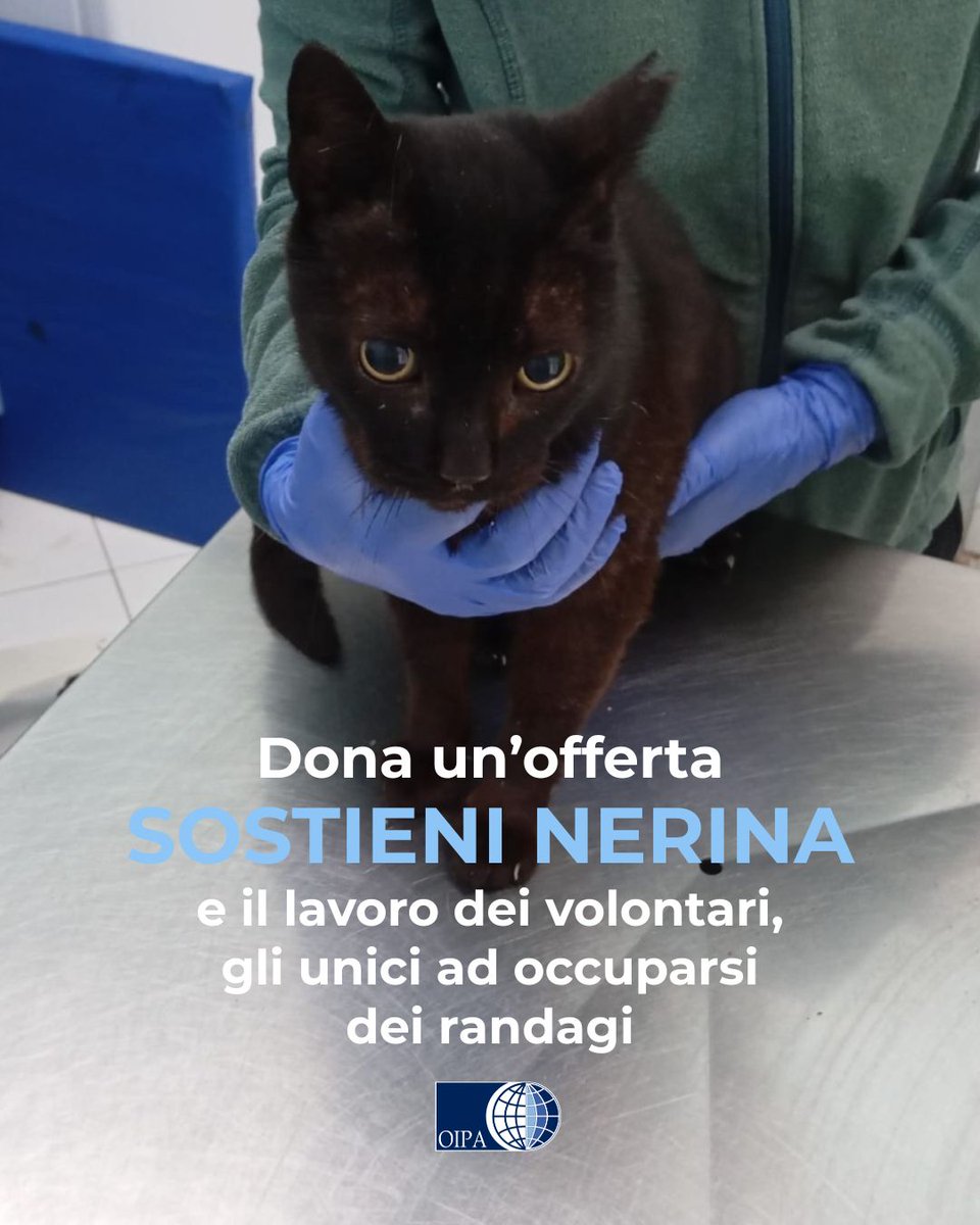 OIPAItalia's tweet photo. Aiuta Nerina 💙
Nerina ha avuto bisogno di un’operazione urgente a causa di un’ernia addominale. Ora sta bene ma l’operazione ha avuto un costo non da poco. Dona un’offerta!
🐱Dona un’offerta per Nerina: https://t.co/CouqA4ZyIS
#oipaitalia #appello #appellourgente #gatto https://t.co/AzL7JXwHGY