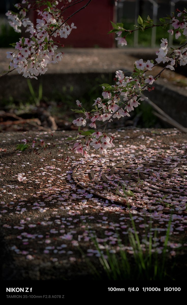 mash0270's tweet image. 春の足音

#TAMRON 
#タムロンモニターキャンペーン 
#A078