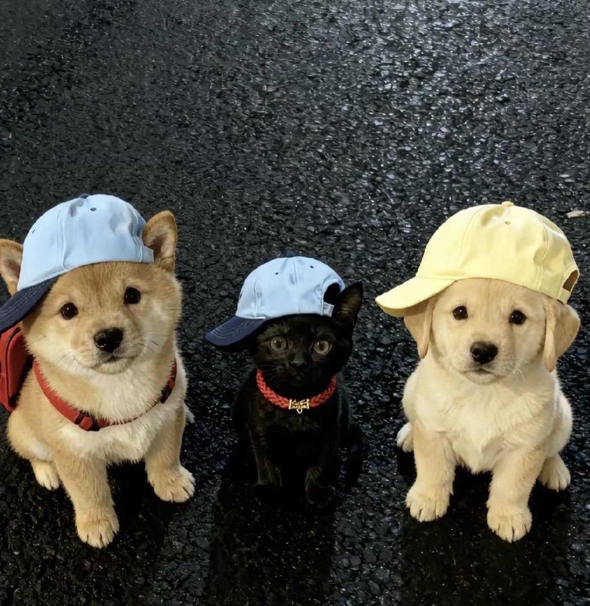 권필쌍 tweet media