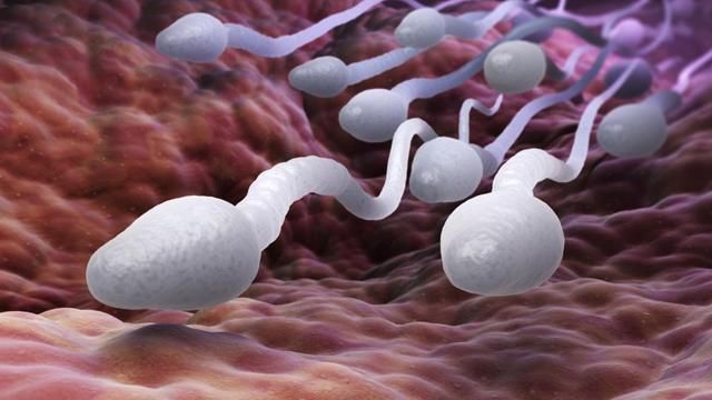 MasculinityAce's tweet photo. Most men are unknowingly destroying their fertility every single day.

Here are 8 silent killers that are murdering your sperm count (&amp; how to fix them): https://t.co/azKJwmtyB6