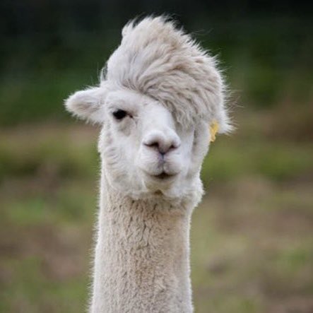 𝚝eddi ⋆ ᶻ 𝗓 𐰁 tweet media