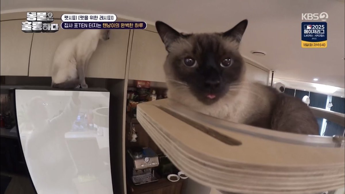 misskloss_ tweet media