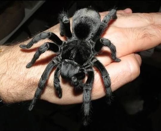 CASSIUS / CASS tweet media