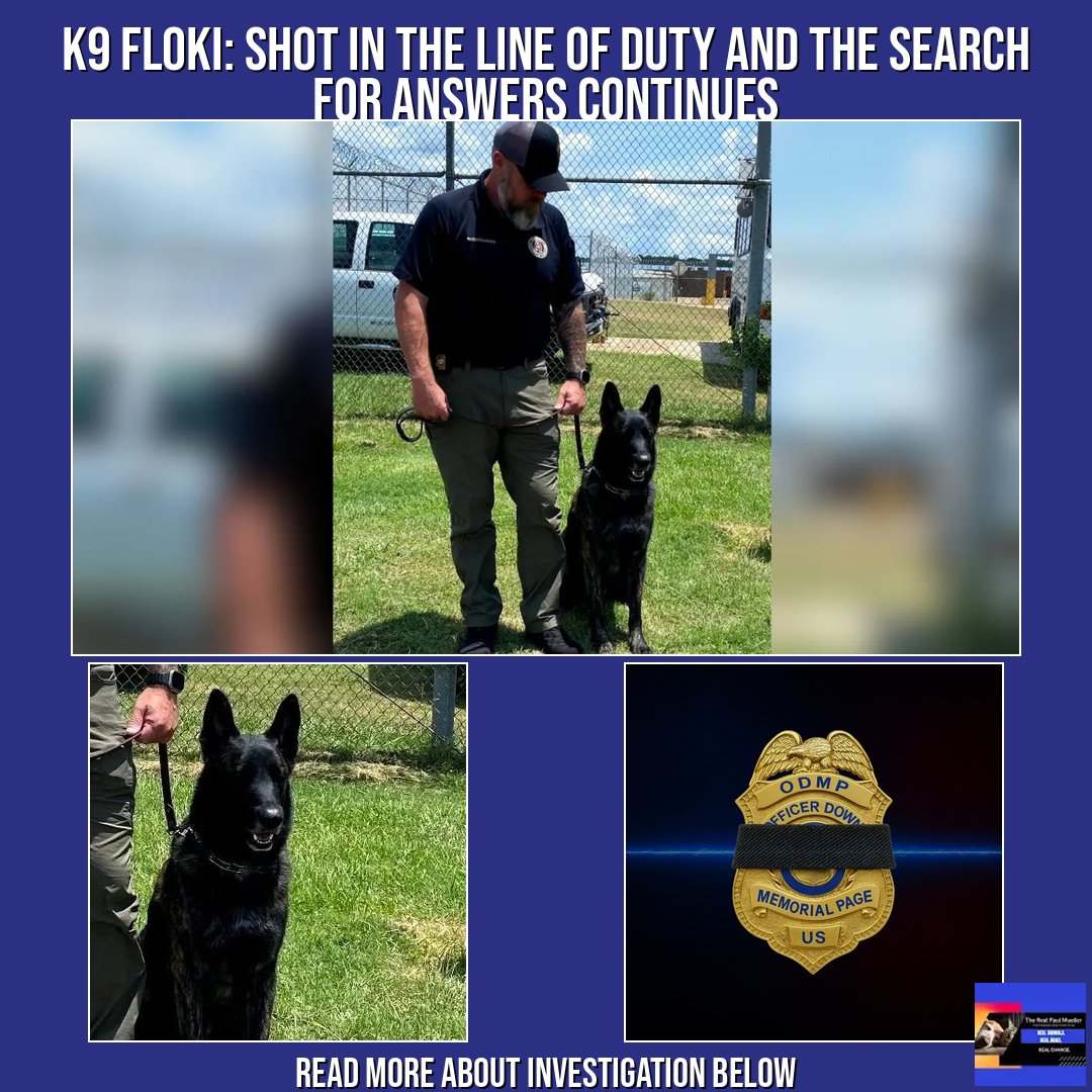 RealPaulMueller's tweet image. A Search for Answers: K9 Floki Shot and Killed in the Line of Duty

Marshall County, Mississippi – K9 Floki, a 7-year-old Dutch Shepherd at Marshall County Correctional Facility, was shot while patrolling for contraband. His body was found the next morning, with the shooting
