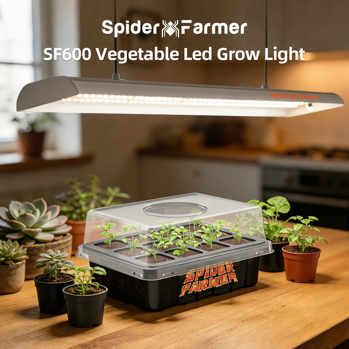 Efficient growth for small spaces: Meet the SF600. 🌱

Upgrading from T5 fluorescents? The SF600 offers a more practical solution for shelf or countertop setups:
▪️ Lower Costs: Uses 384 diodes to deliver high output at just 72W.
▪️ Full Spectrum: Includes 660nm Red and 740nm IR