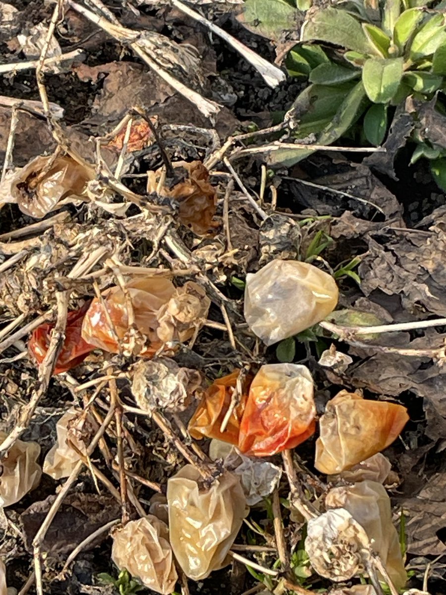 チエウサ tweet media