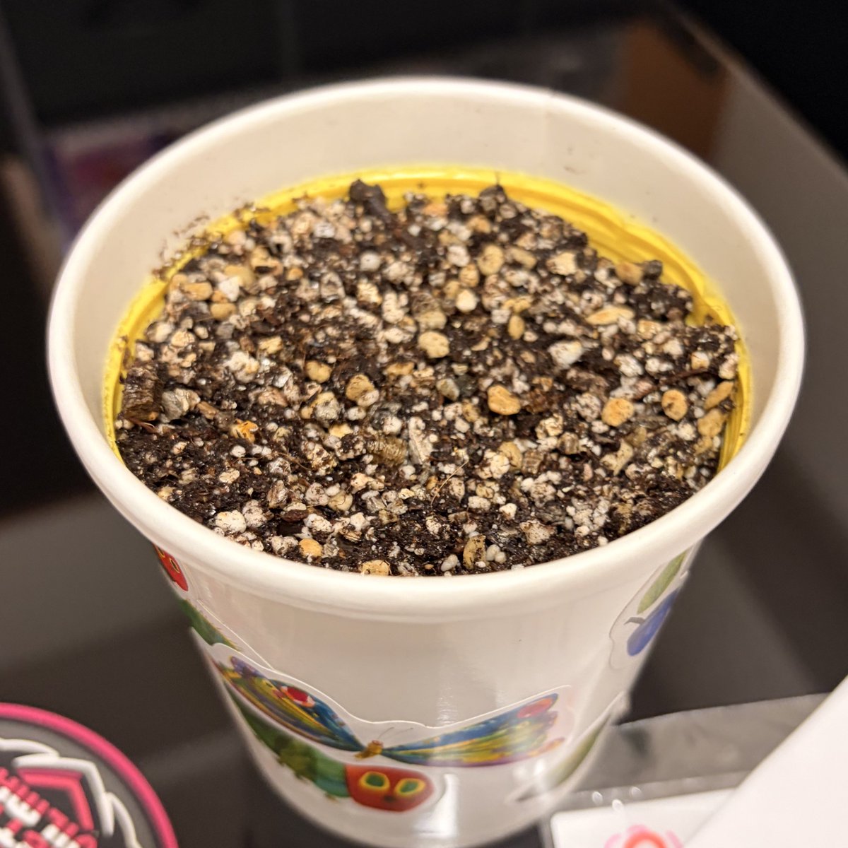 園崎しおん❤️‍🔥プリティデビルメイト tweet media