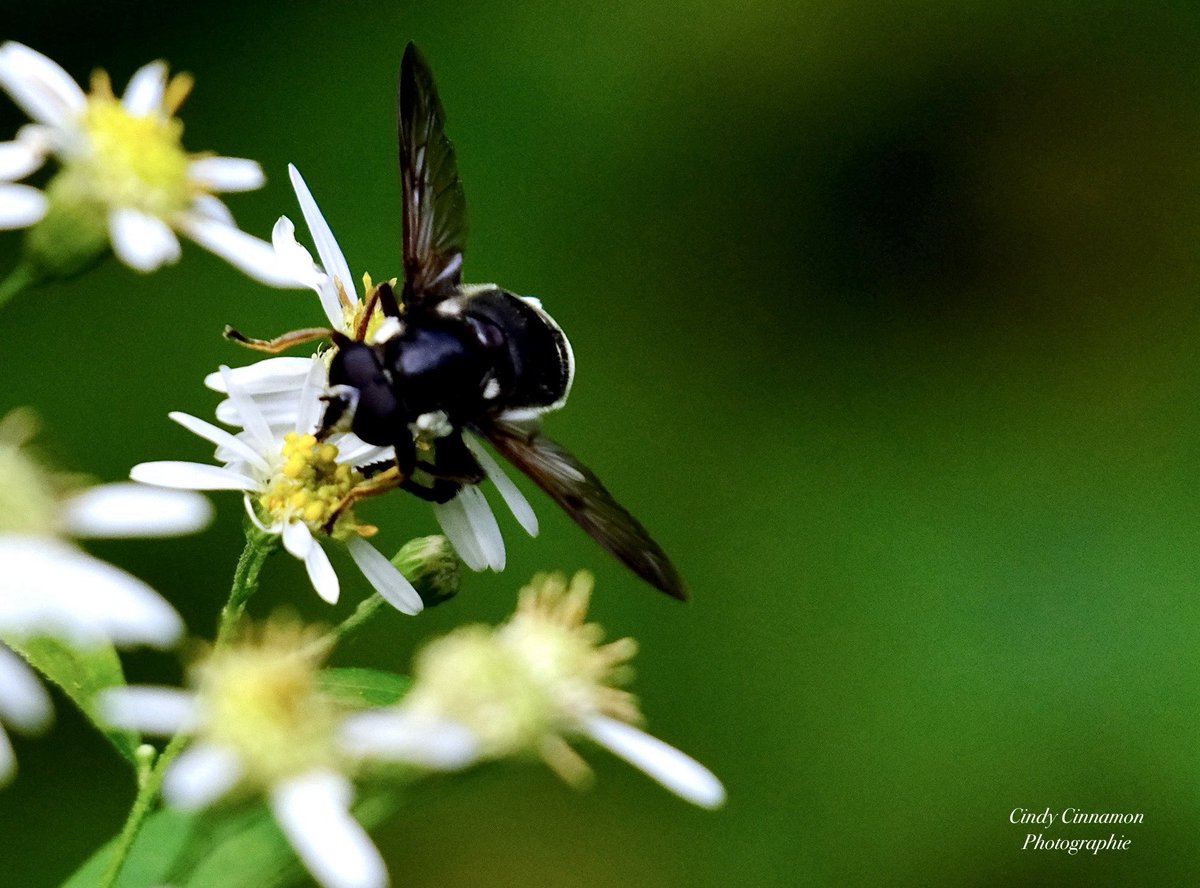 Cindy_Cinnamon's tweet photo. 🐝Vous êtes occupés à quoi ces temps-ci?
Cindy Cinnamon Photographie
https://t.co/g7SV9JrYvu
Fujifilm X-T50
Sigma 100-400mm
ISO 1600 - 600mm - F6,3 - 1/1000
#Photo #Fujifilm #XT50 #Sigma #Fleurs #XPhotographers #SigmaLens #Nature #ProxyPhoto #Insecte #Insect #MoucheDesEtangs https://t.co/YLyhdbMOjp