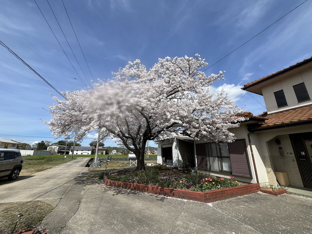 ftera01's tweet photo. 桜満開🌸 https://t.co/gtlAYowEXh