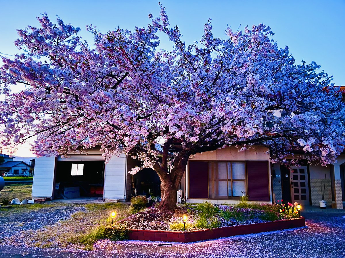 ftera01's tweet photo. 桜満開🌸 https://t.co/gtlAYowEXh