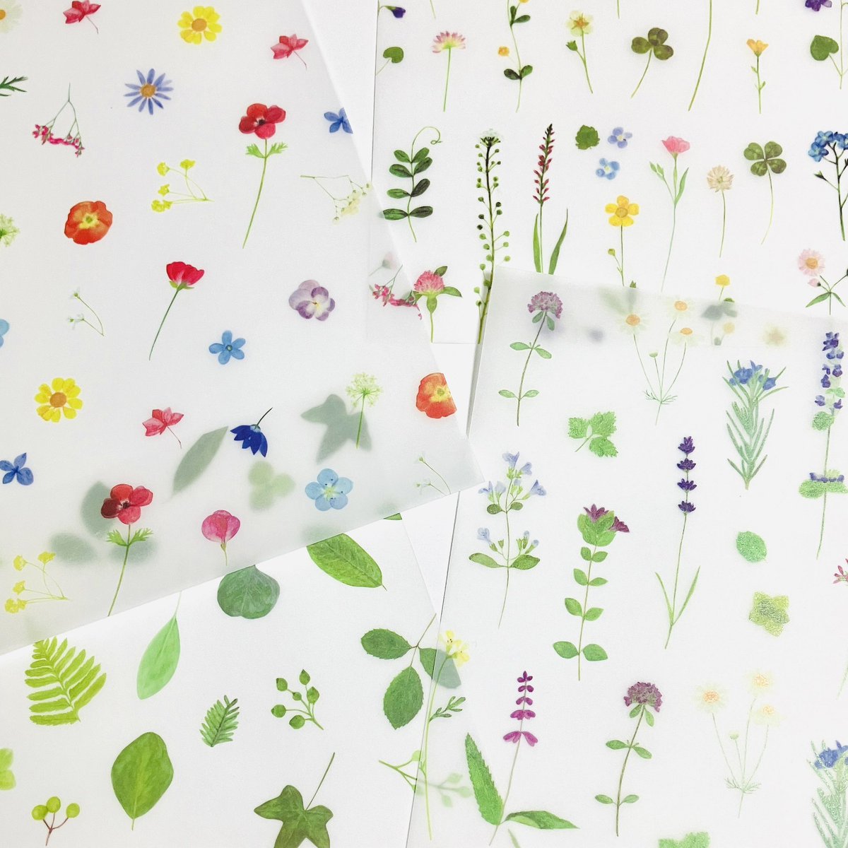 コトラモノラ/トゥールズ tweet media