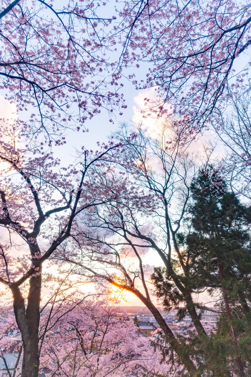 夕御飯 tweet media