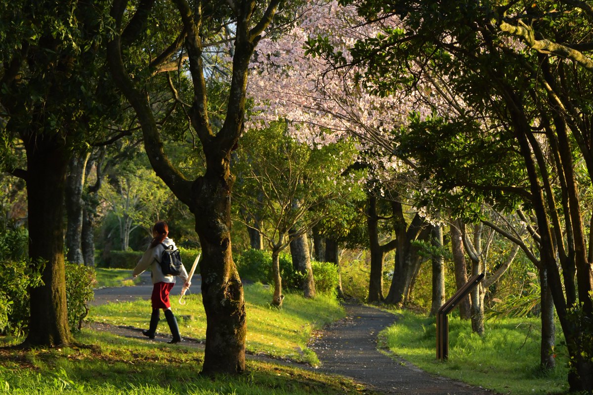 TOSHIMI HIRAYAMA tweet media