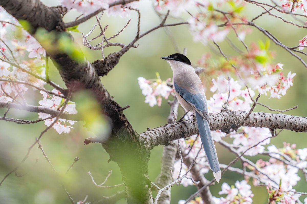 _lambda1992's tweet image. 『桜の香と和らぐ光』

#オナガ #これソニーで撮りました #SonyAlpha