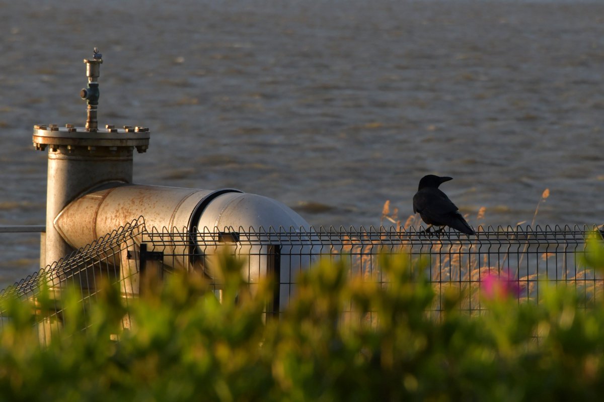 TOSHIMI HIRAYAMA tweet media