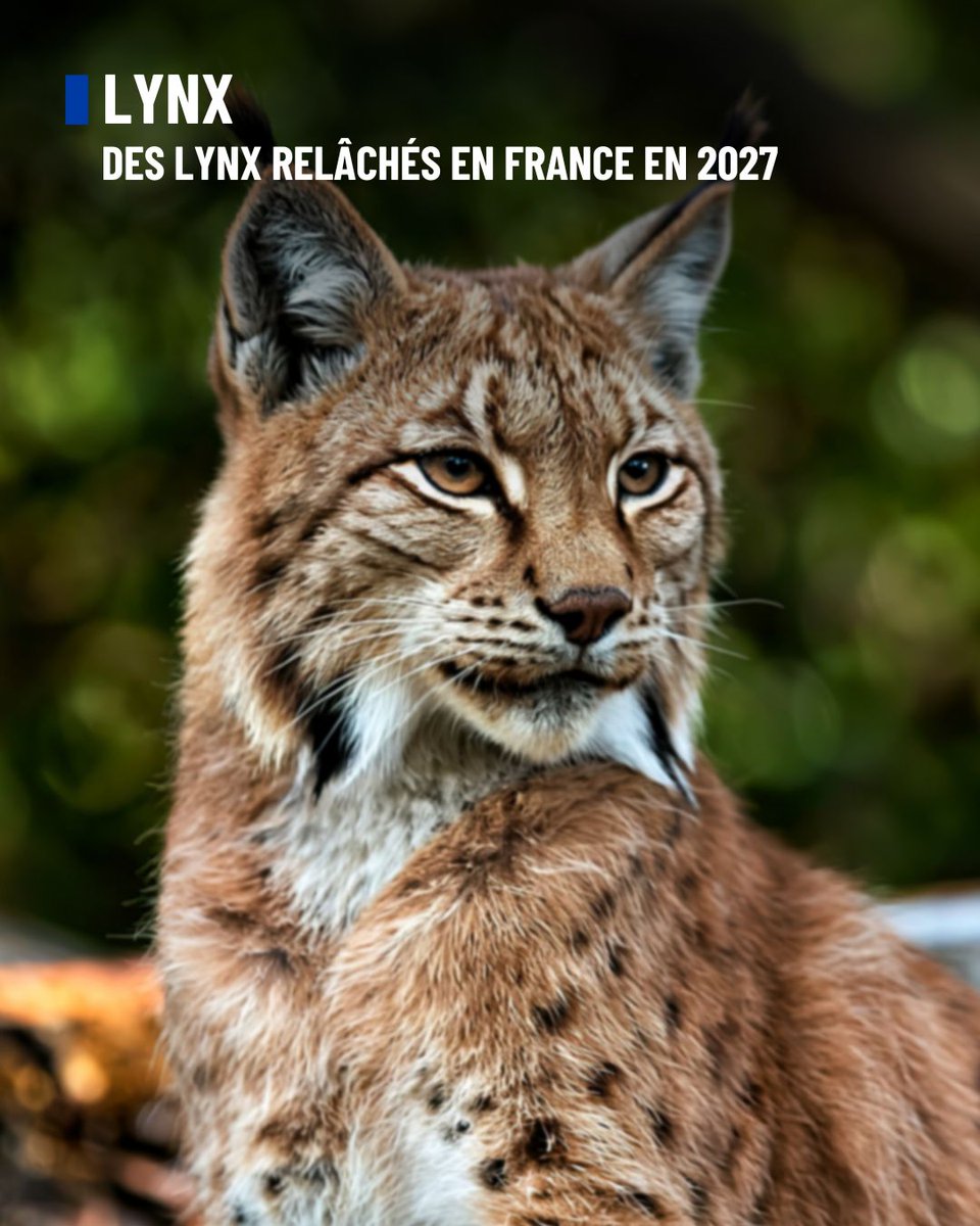 FBB_Officiel tweet picture