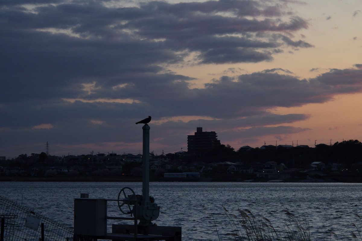 TOSHIMI HIRAYAMA tweet media