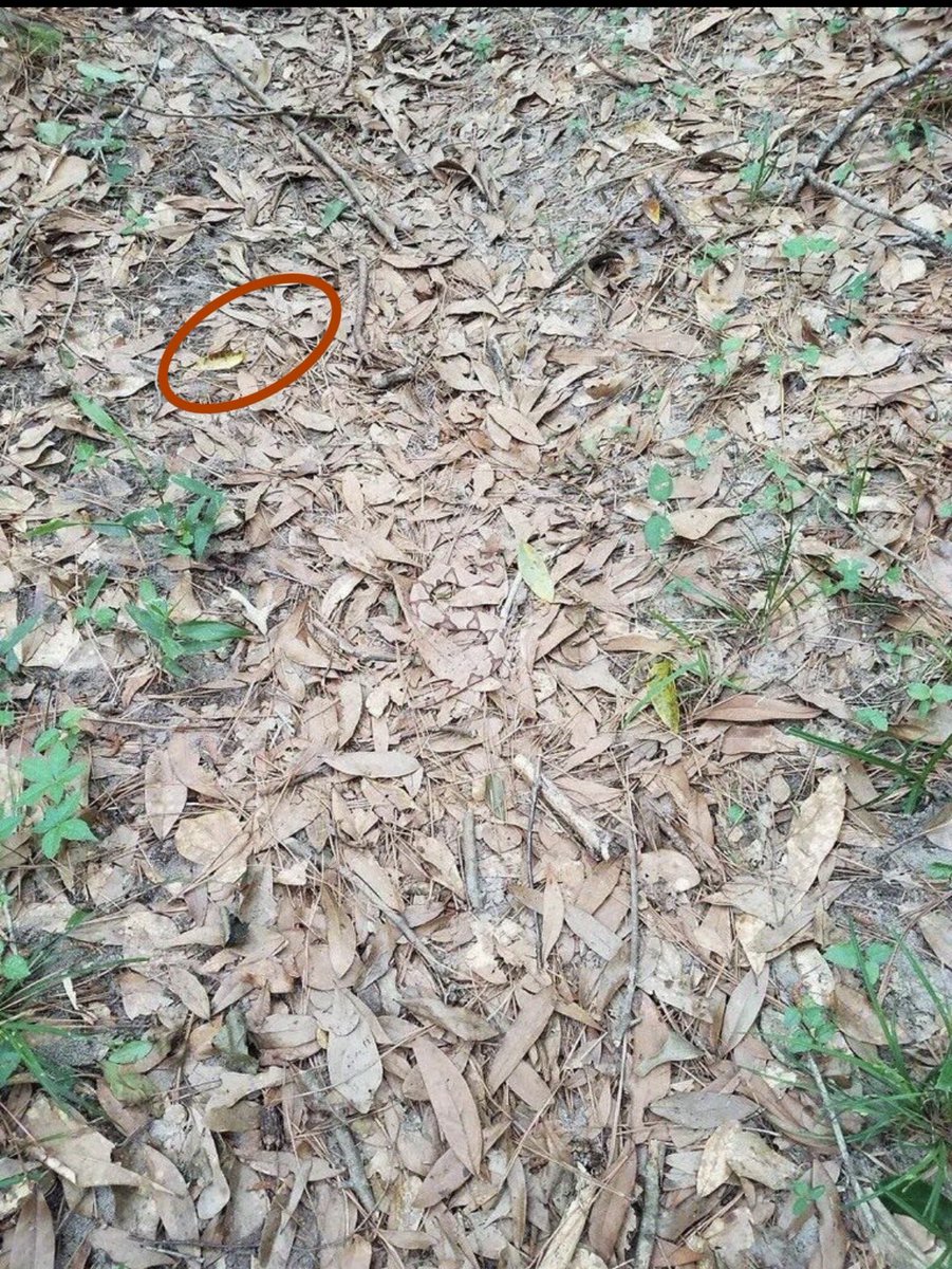 राजेश त्रिवेदी tweet media