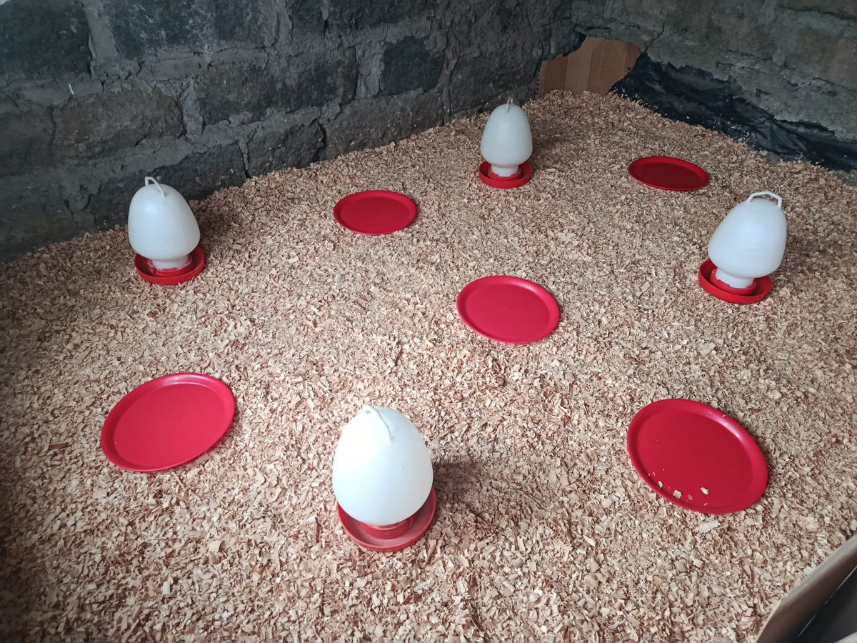 anaw_africa's tweet photo. During the Easter season, ANAW with the support of Animal Charity Evaluators (ACE), engaged key stakeholders across the chicken value chain in Nakuru County to promote improved chicken welfare standards. 

The engagement focused on promoting best practices in disease prevention and health management, ensuring appropriate stocking densities, enhancing biosecurity and biosafety measures, improving housing design and conditions, optimizing nutrition, and advocating for humane handling during transportation and slaughter. 

Stronger practices mean healthier animals, safer food systems, and more sustainable livelihoods. 

#AnimalWelfare #ChickenWelfare