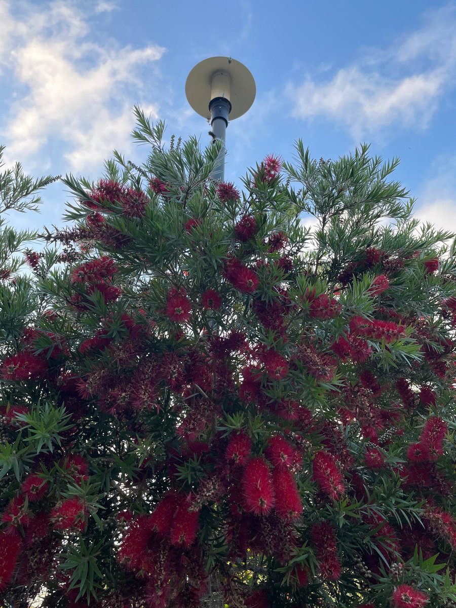 tachiban tweet media