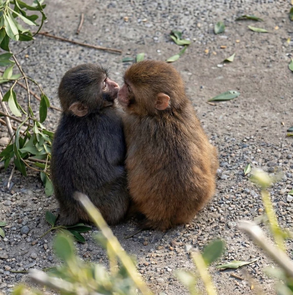 Buitengebieden tweet media