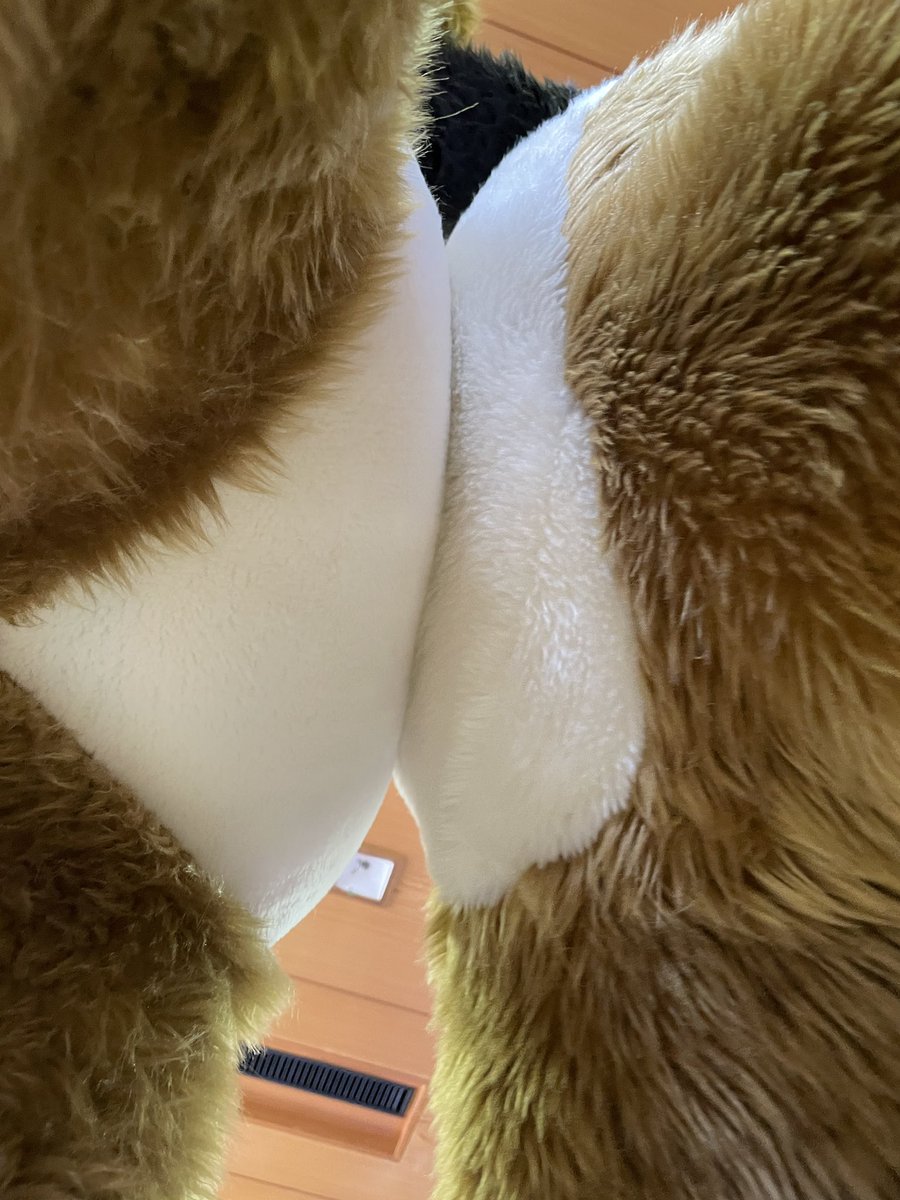 Gryphus@陽狐 tweet media