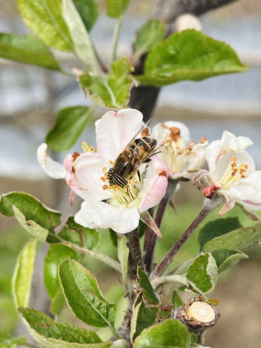 Chenab valley farming tweet media