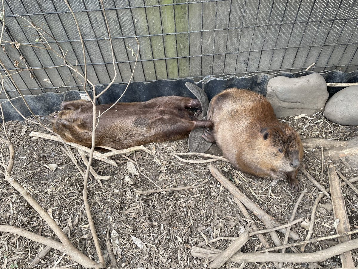 ヒノトントンZOO（羽村市動物公園） tweet media